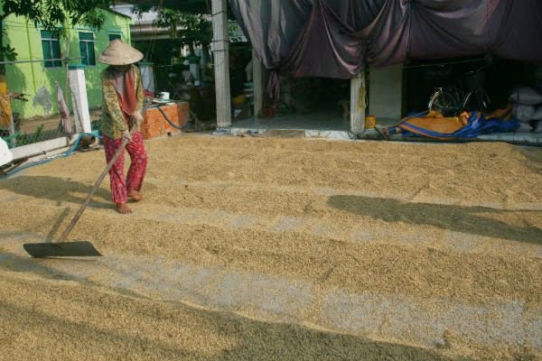 VFA hạ chỉ tiêu xuất khẩu gạo